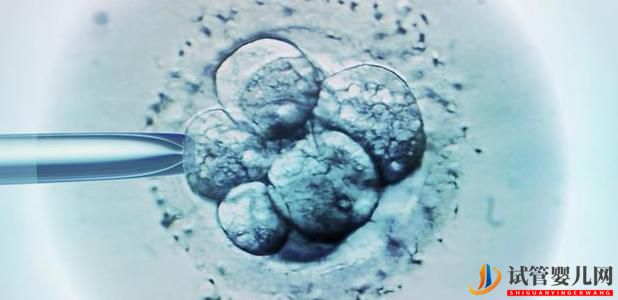 人工智能提升試管嬰兒成功率嗎？(圖1)