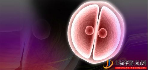 試管嬰兒網(wǎng):試管嬰兒生雙胞胎的幾率有多大(圖3) 試管嬰兒生雙胞胎的幾率有多大(圖2)