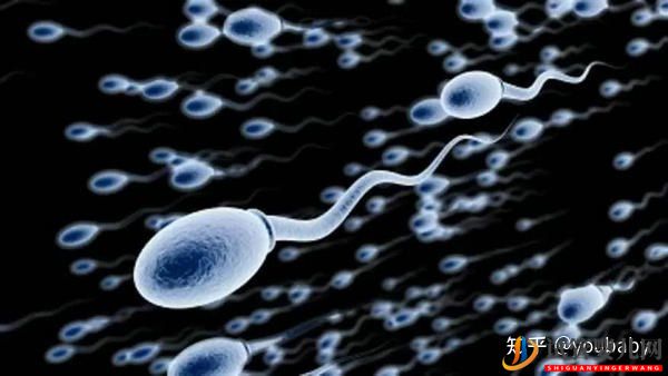 無精癥患者做試管嬰兒會成功嗎這要視情況而定(圖2)
