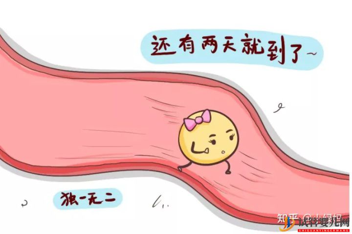 康定試管寶寶怎么推算預產期(圖3)