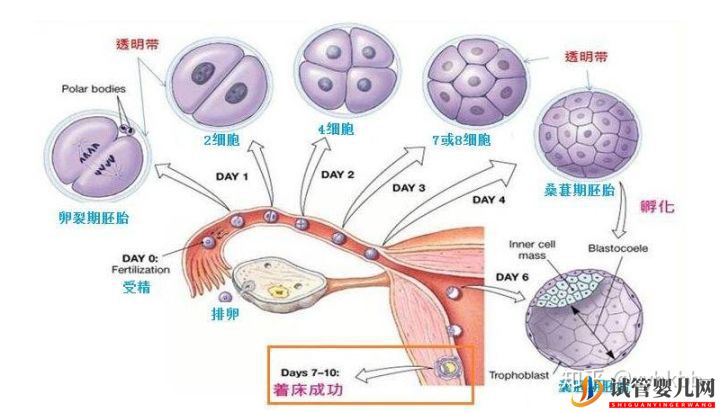 去泰國做第三代試管,國內哪些機構才靠譜(圖2)