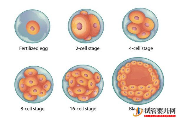 赴美試管前行程安排與美國試管嬰兒的步驟流程詳解(圖9)
