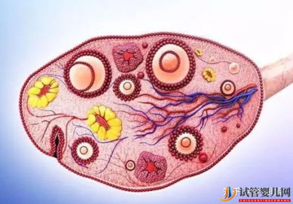 赴美試管前行程安排與美國試管嬰兒的步驟流程詳解(圖6)