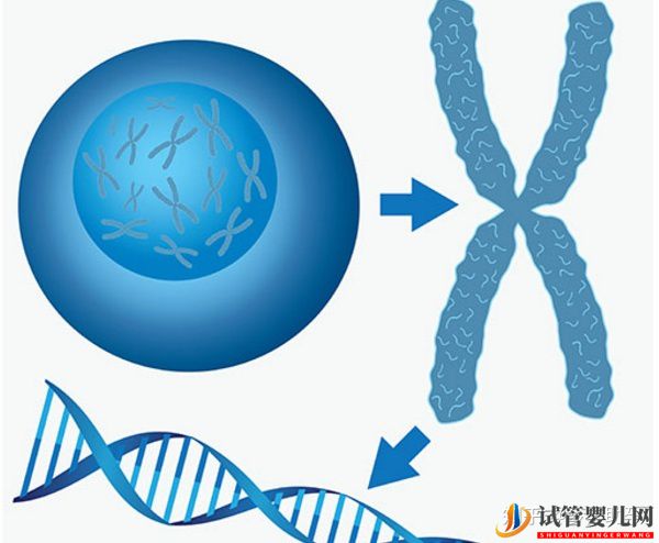 赴美試管前行程安排與美國試管嬰兒的步驟流程詳解(圖10)
