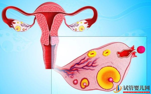 赴美試管嬰兒整個過程需要多長時間(圖5)