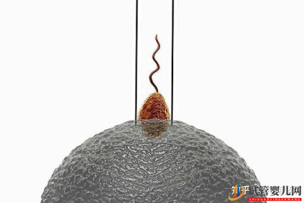 赴美試管嬰兒要經(jīng)歷哪些流程呢(圖4)