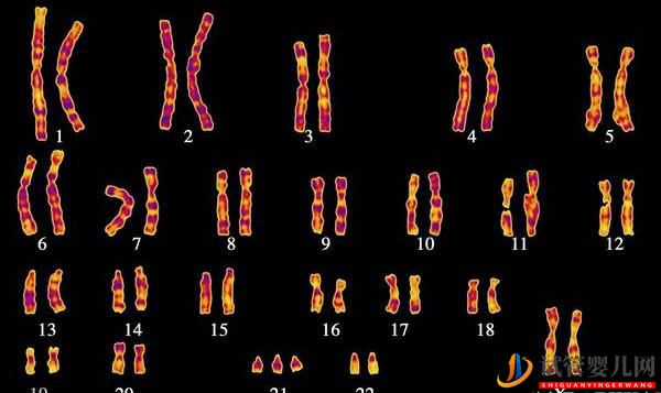 胚胎三整倍體的原因是什么，中美試管嬰兒技術對比(圖1)