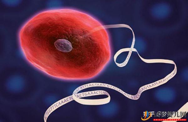 赴美做試管嬰兒的具體操作流程(圖12)