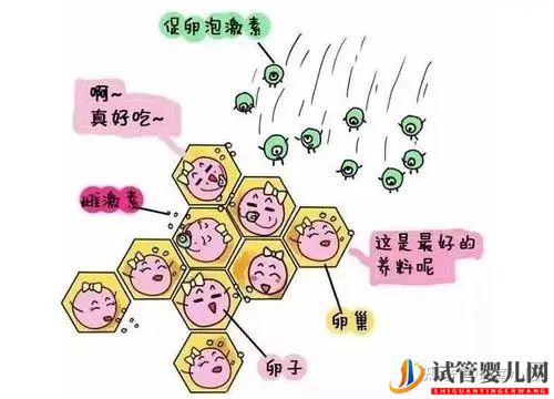 三代試管對女性身體有很大傷害嗎(圖2)