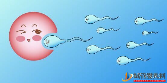 你不可不知的泰國試管嬰兒的誤區!(圖7)