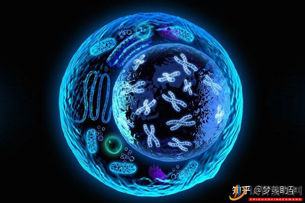 美國試管嬰兒專家如何避免胎停育的發生(圖3)