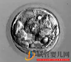 美國(guó)試管嬰兒這樣的囊胚才是極好的!(圖4)