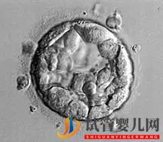 美國(guó)試管嬰兒這樣的囊胚才是極好的!(圖7)