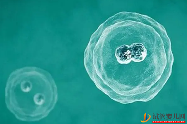 移植后打黃體酮用熱敷屁股沒毛病，對胚胎的影響幾乎為零(圖2)