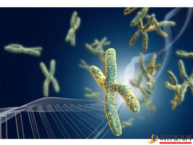 染色體異常能做試管嬰兒嗎？(圖1)