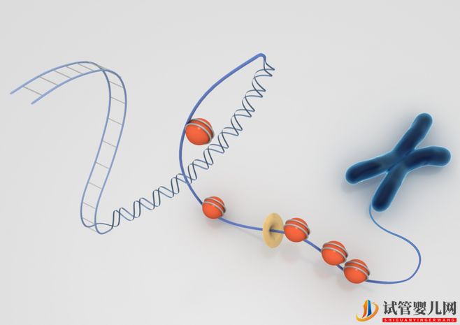 染色體異常，能通過試管嬰兒要孩子嗎(圖1)