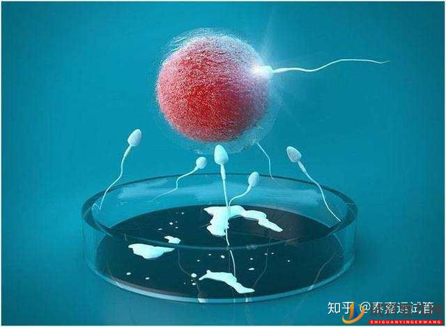 試管嬰兒科普卵巢儲備功能的金標準AMH值(圖2)