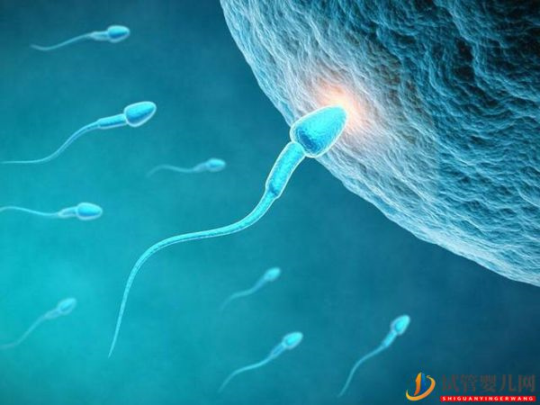 同性戀正規醫院供精、卵試管收費標準(圖3)