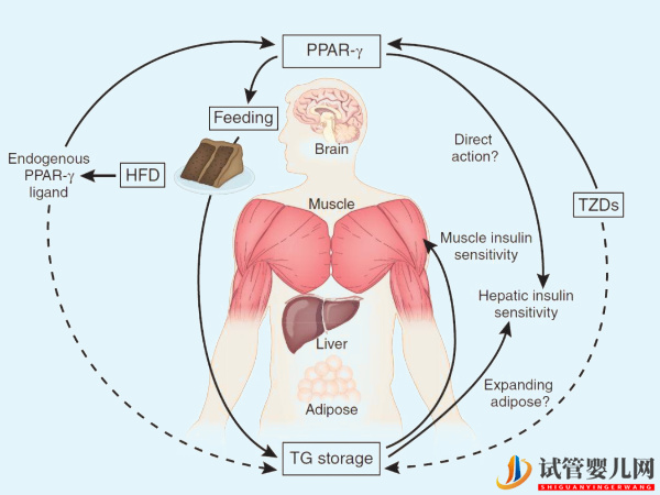 胰島素抵抗與著床無直接關系？(圖1)