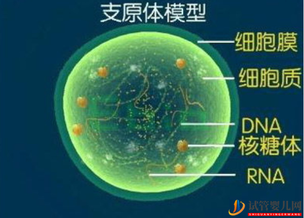解脲脲支原體陽性不能做試管(圖2)