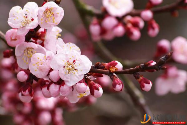 試管嬰兒網(wǎng):未來幾個月會賺很多錢的3個生肖(圖1) 未來幾個月會賺很多錢的3個生肖(圖1)