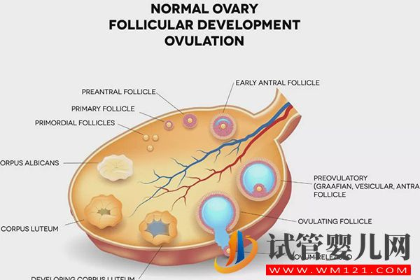 30歲基礎卵泡正常個數不超這數，一側10個不一定算多囊(圖2)