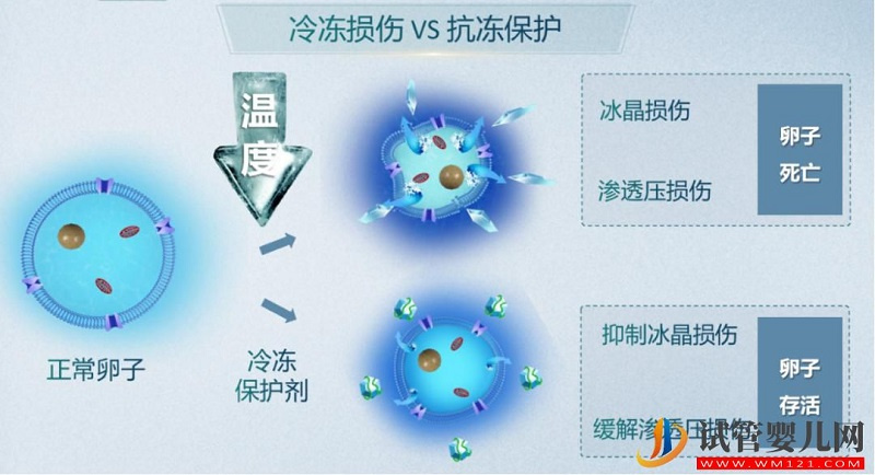 試管嬰兒技術(shù)走到了哪一步?專家解答→(圖10) 試管嬰兒技術(shù)走到了哪一步?專家解答→(圖6)