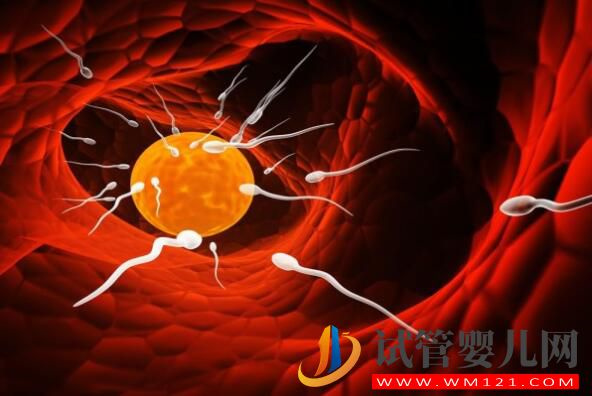 喝酒會對試管嬰兒移植造成哪些傷害？(圖1)