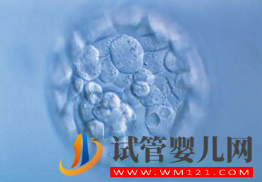 三門峽試管胚胎養囊成功的都是優質胚胎嗎(圖1)