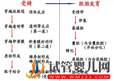 試管胚胎移植為什么不能用原腸胚(圖2)