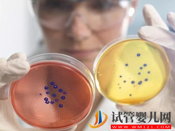 還不了解第四代試管嬰兒，兩個技術提高大齡女性成功率(圖1)