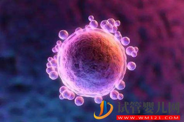 備孕期應該如何提高卵子質量和活力？(圖1)