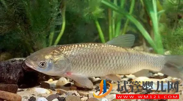 胎夢解讀：孕婦夢見買魚是生男生女的預兆?(圖1)