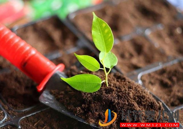 試管嬰兒子宮的內(nèi)膜薄怎么辦？如何保養(yǎng)子宮內(nèi)(圖1)