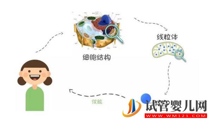 高齡女性做試管嬰兒怎么改善卵子質量？(圖3)