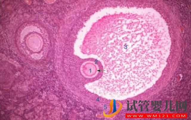 試管嬰兒卵泡要具備哪些條件才行？(圖1)