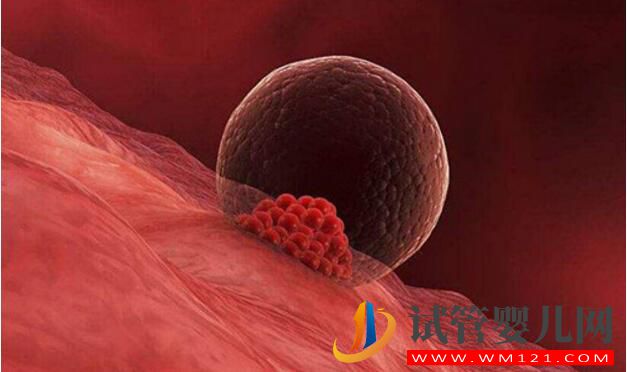 試管嬰兒卵泡要具備哪些條件才行？(圖2)