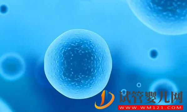 試管嬰兒卵泡要具備哪些條件才行？(圖3)