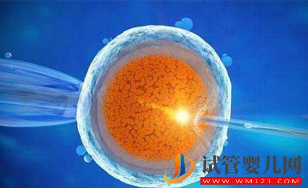 試管嬰兒卵泡要具備哪些條件才行？(圖4)
