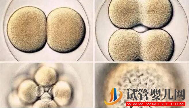 胚胎碎片率的變化對試管嬰兒意味著什么(圖3)