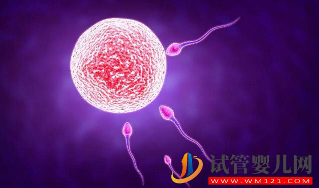 高齡生育你需要知道關于影響卵泡質量的因素(圖1)