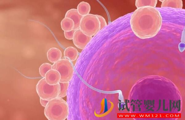 如何保障試管嬰兒的成功率 看看過程中要注意什么(圖1)