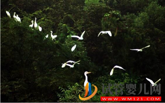 做試管嬰兒心態很重要 情緒不好還會影響成功率(圖4)