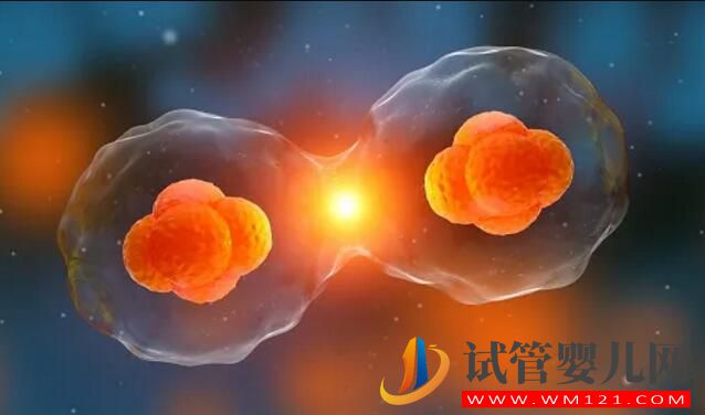 高齡備孕試管嬰兒如何提高成功率 需要做哪些調(diào)理工作(圖5)