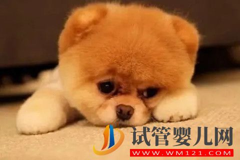 精神壓力大、情緒不好真的會影響試管嬰兒最終的結果(圖1)