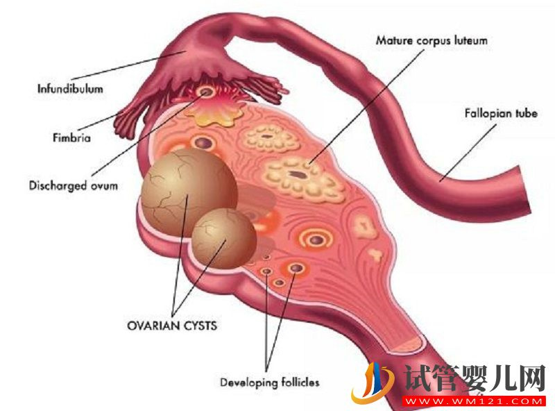 生同卵雙胞胎決定性因素分析，來對照下你中了幾點？(圖4)