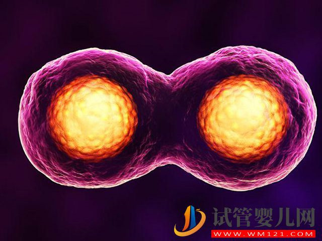 較為年輕的女性做試管都可以放雙胎嗎？(圖1)