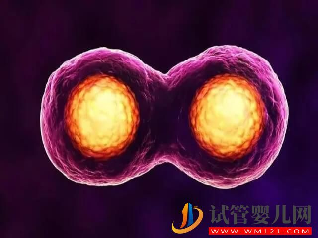 移植兩個6aa鮮胚的雙胎幾率大不大？(圖1)