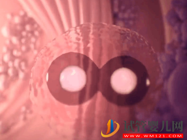 解謎懷雙胞胎的形成原理，附準媽媽日常注意事項(圖2)