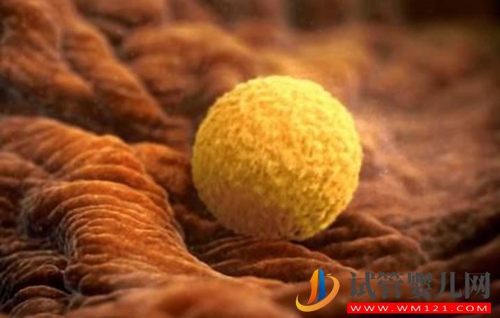 卵泡沒卵子不要慌，谷類食物來幫忙(圖2)